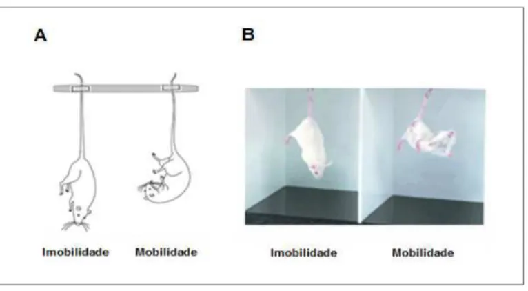 Figura  5:  S USPENSÃO  DA  CAUDA  -   (A)  Figura  esquemática  e  (B)  imagem  representativa  do  teste  de 