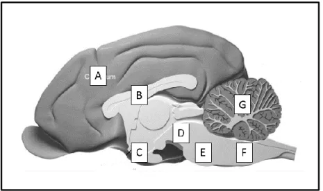 Figura 1. Modelo anatómico do encéfalo numa vista medial-sagital. A – Telencéfalo. B – Corpo  caloso