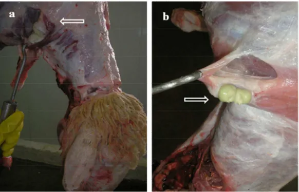 Figure 2 - Condemnation of sheep carcass at slaughterhouse inspection. A. Pre-scapular lymph  node