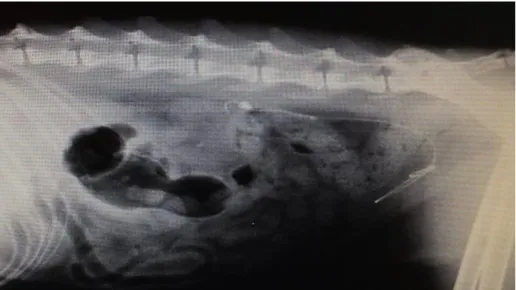 Figura 4. Radiografia abdominal, em projeção latero-lateral de paciente felino após  colocação de stent ureteral duplo pigtail