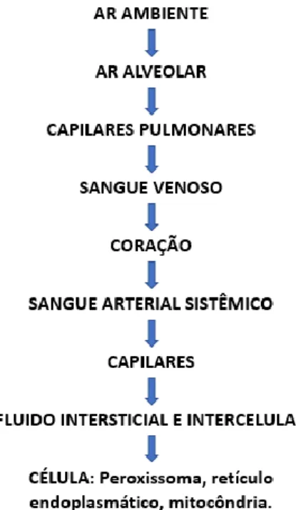 Figura 8 – O percurso do O 2  desde o ar inspirado até á célula. 