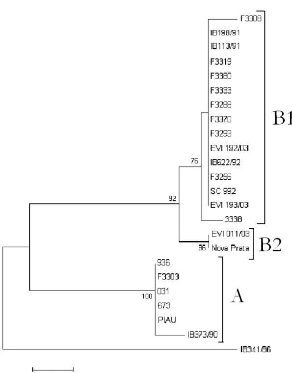 Figura  4:  Filograma  da  relação  genealógica  entre  amostras  brasileiras.  Árvore  reconstruída utilizando-se o gene de gC como alvo e o modelo de Neighbor-Joinning  com 1.000 réplicas de Bootstrap