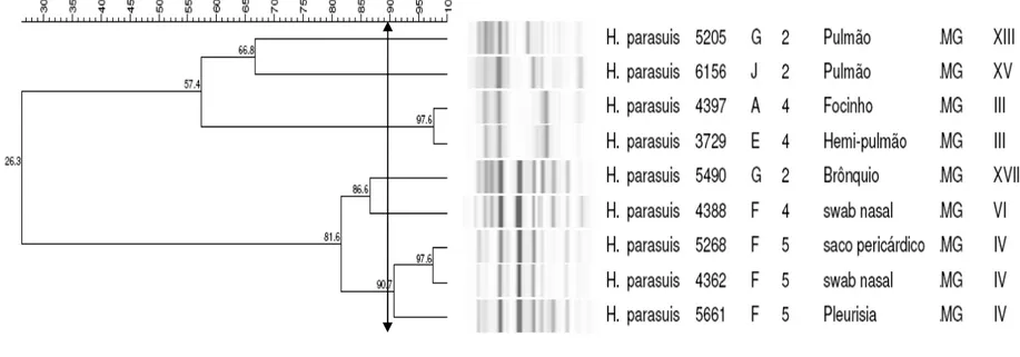 Figura 3: Dendrograma relativo à técnica de ERIC-PCR, calculado pelo método UPGMA, apresentando os sorotipos 2, 4 e 5, demonstrando  três diferentes genótipos para os sorotipo 2, dois diferentes genótipos para o sorotipo 4 e a clonalidade das amostras soro