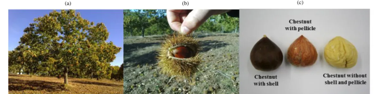 Figure 3.1: Castanea sativa: (a) Tree, (b) Chestnut fruit in the bur, (c) Fruit. 
