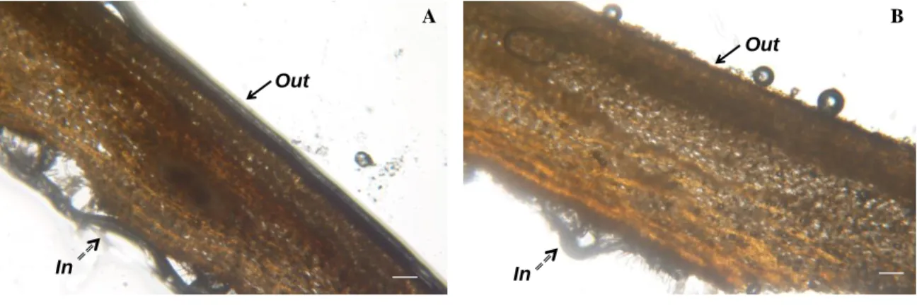 Figure  4.5:  Micrographs  of  the  chestnut  outer  shells.  (A)  Outer  shell  cross-section  of  Longal variety