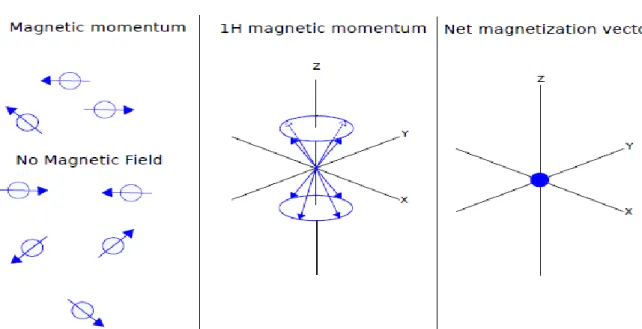 Figure 2.2  –  Illustration of a single particle momentum and resulting magnetization vector when there is no external force  applied [36]