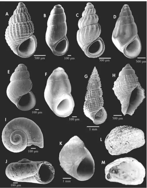 Figure  5.  Common  molluscs  of rhe  intertidal  zone  in  rhe  Azores.  A:  A/vtlllia  /n ediolittoralis  G ofas,  1989;  B:  Both flphallus  ovummuseM  (Gofas,  1990);  C:  Mamwnia  tm iflseiata  Dautzenberg,  1889; 