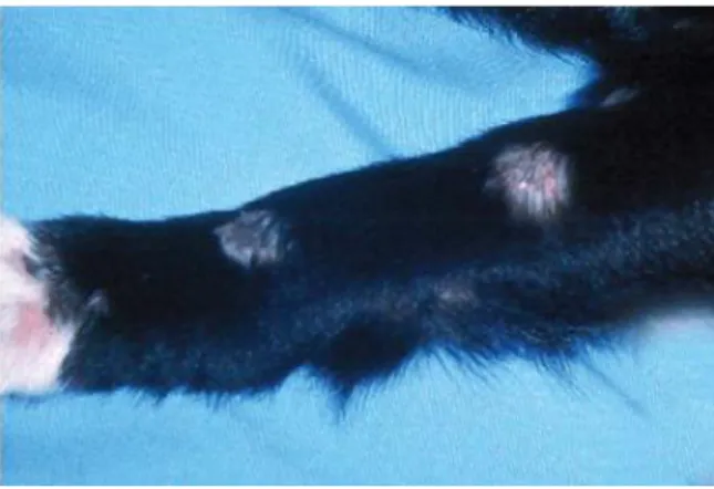 Figura 1 - Lesões de alopécia circulares e mulifocais no membro anterior de um cão infetado com  Microsporum canis [adaptado de Miller et al., 2013b]