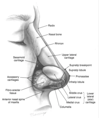 Fig. 1 Right lateral view of the nose. Source: Oneal et al. 39