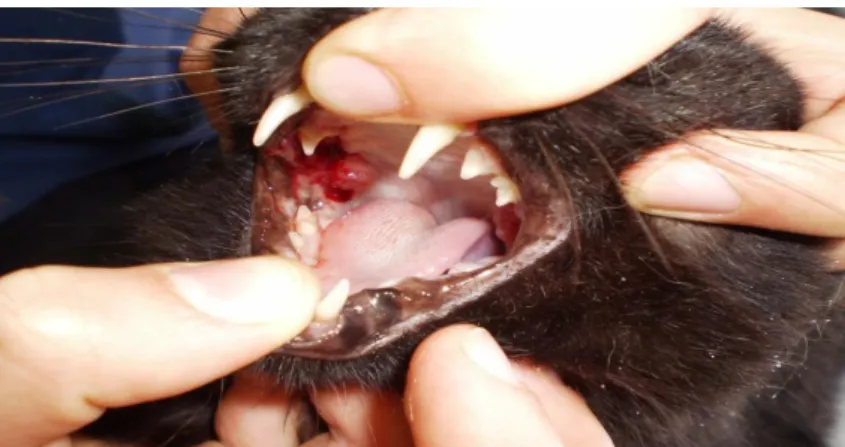 Figura  7:  Cão  com  lesão  traumática  da  pele  no  pavilhão  auricular  por  mordedura