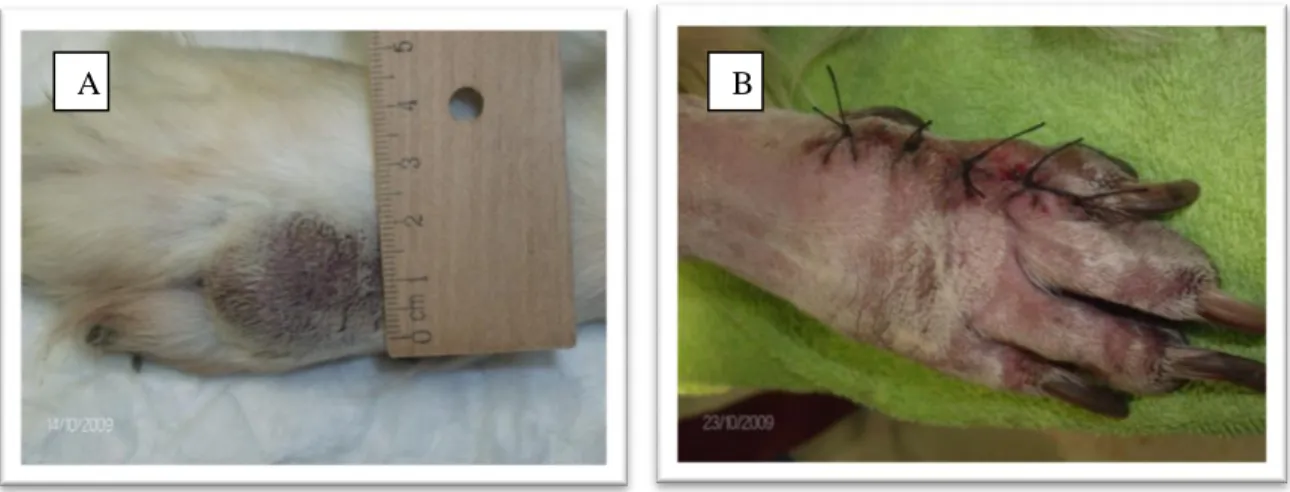 Figura 17 : Canídeo com mastocitoma no membro anterior (A), o qual foi removido cirurgicamente(B).