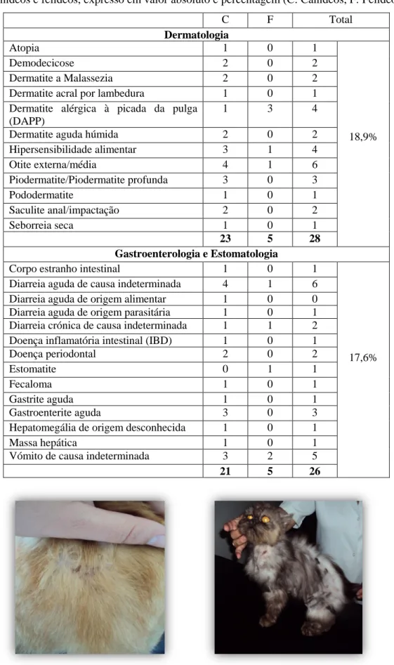 Figura 1. DAPP em felino.  Figura 2. Dermatofitose e IRC em felino. 