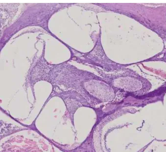 Fig. 1 The cochlear supporting tissues and lateral wall with H&amp;E staining (20x zoom).
