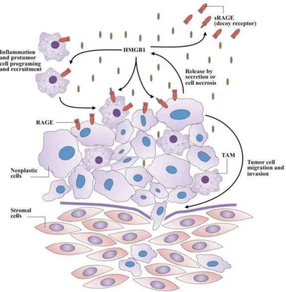 Fig. 1 A generalized model of HMGB1 and RAGE involvement in cancer progression. Whether released by secretion or necrosis, extracellular HMGB1 acts as a proin ﬂ ammatory cytokine