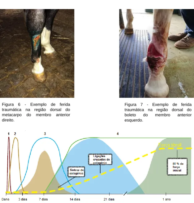 Figura  6  -  Exemplo  de  ferida  traumática  na  região  dorsal  do  metacarpo  do  membro  anterior  direito