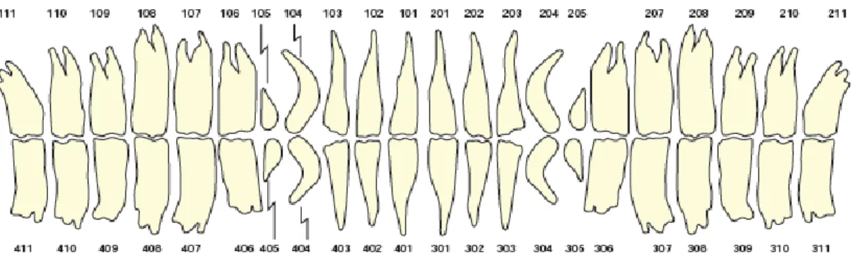 Figura 10 - Sistema Triadan modificado. É possível observar a distribuição dos números consoante a  arcada e posição do dente (Dixon &amp; du Toit, 2011).