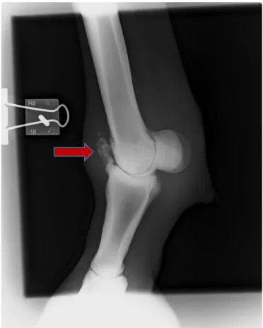Figura 16 -  Imagem radiográfica da articulação metacarpo-falângica do MAE de um equino, projeção latero-medial (LM)