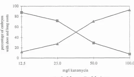 Fig.  2.  Influence of  diffcrcnt concentrations of  kanamycin on  the percentage of  embryos of  Vifis  embryogenic line  7-312E1  with short and long roots  (N =  120)