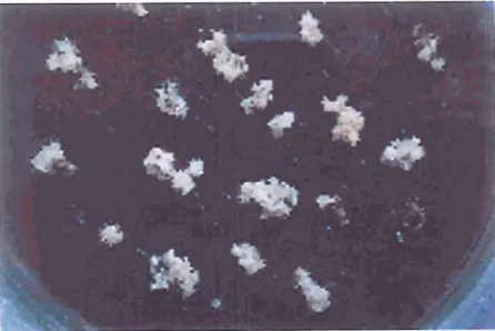 Fig. 4.  Transgenic embryos of line 7-3/23  after several months of selection  (75  mg/l kanamycin)