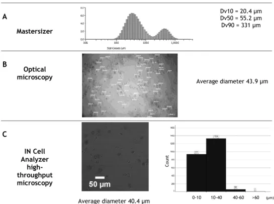 Figure 8 –  Size distribution of chitosan microspheres in TPP after ionotropic gelation  evaluated by  Mastersizer  (A),  optical  microscopy  (B,  scale  bar  100  µm)  and  IN  Cell  Analyzer  high-throughput  microscopy (C, scale bar 50 µm)