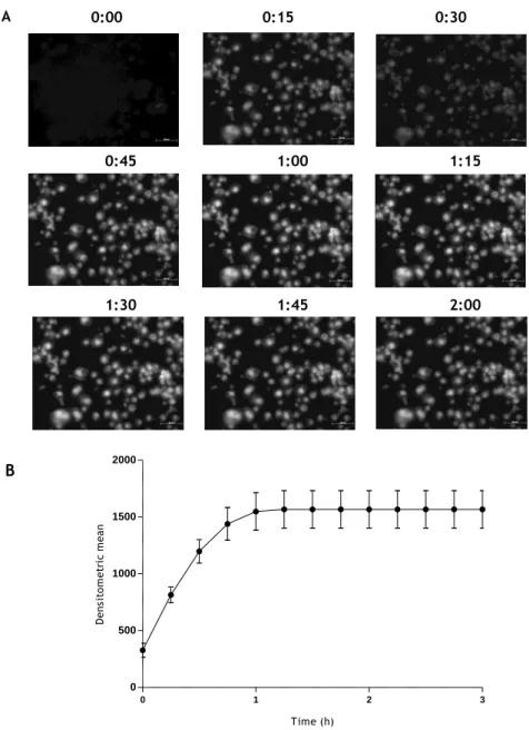 Figure 9 - Fluorescence microscopy images of chitosan microspheres crosslinked with 10 mM genipin  (A)