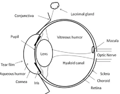 Figure  1.  2.  Schematic  illustration  of  eye  structure  and  subsequent  critical  biological  barriers that drugs need to overcome after topical administration onto the eye surface, in: 