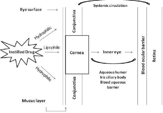 Figure  1.  3.  Schematic  view  of  the  ocular  permeability,  physiological  barriers,  and  transport pathways of a drug applied topically onto the eye, in: (27)