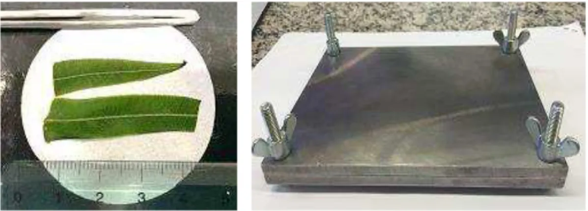 Figura 6. A) Imagem óptica da folha de samambaia preparada para a impressão no papel  de  filtro; B) Prensa utilizada no procedimento de impressão