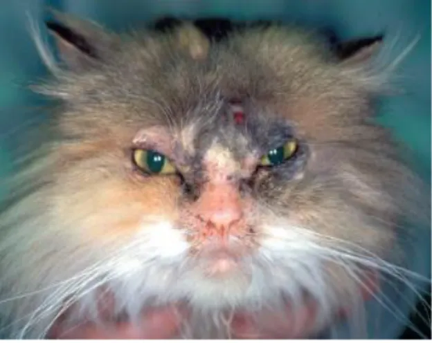 Figura 9 – Dermatofitose localizada num gato Persa  apresentando  dermatite  facial  com  alopecia  e  crostas