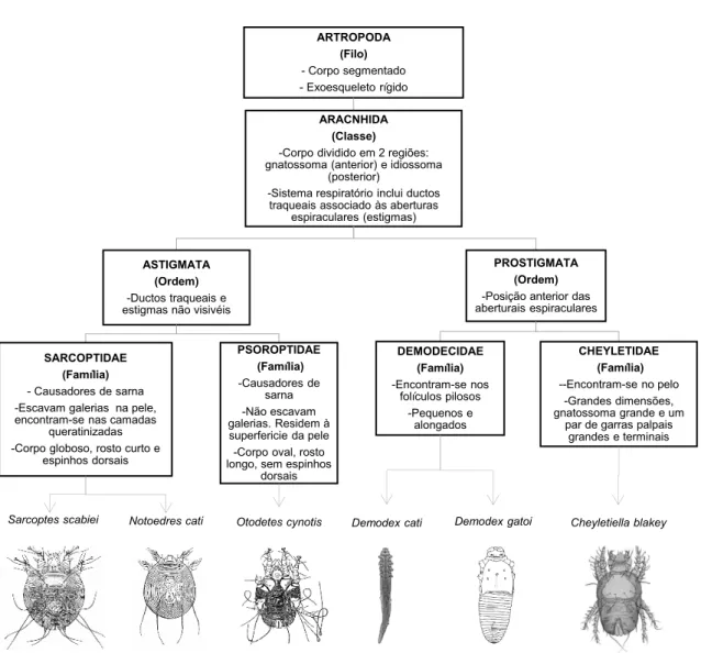 Gráfico 3 - Filo, classe, ordem, família, género e espécie com as principais características dos ácaros que  afetam com maior frequência os felinos [Adaptado de Bowman  (2014)  (228) ; Desch et al