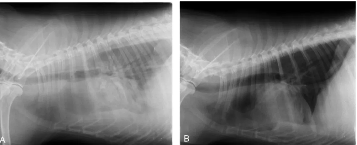 Figura 1- Radiografias torácicas laterais de um cão com efusão pleural, antes (A) e depois (B) da  drenagem pleural (imagem gentilmente cedida pelo CHV)
