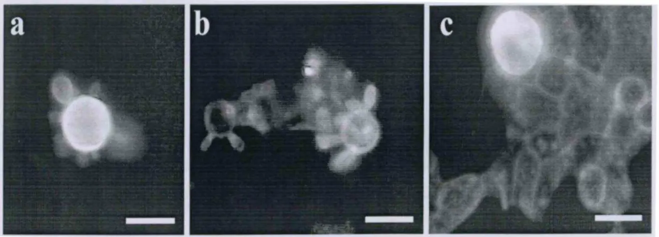 Figura 4. Células de P. brasiliensis após tratamento com lectinas fluorescentes: a)  Células  de  P