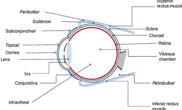 Figure 1.4 – Different routes of ocular drug delivery and their anatomical location (Gaudana et al., 2010)