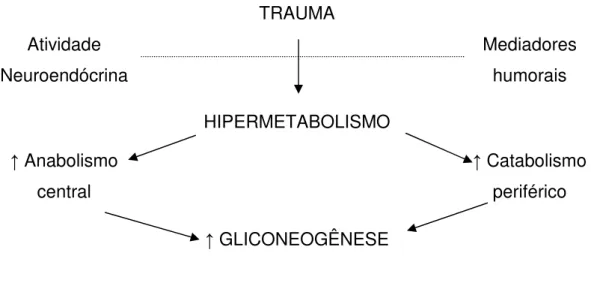 Figura 2. Alterações metabólicas na resposta ao trauma.  Adaptado de BOTTONI &amp; BOTTONI, 2002