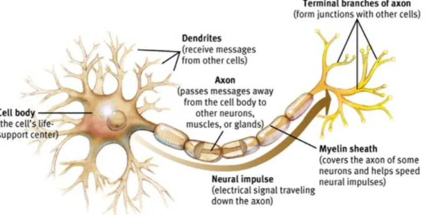 Figure 1.2: Structure of a neuron and how the nerve impulse travels.