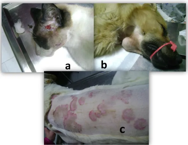 Figura 2 – Afeções dermatológicas: a) ferida por luta em felídeo; b) abcesso subcu- subcu-tâneo em canídeo; c) dermatofitose em canídeo 