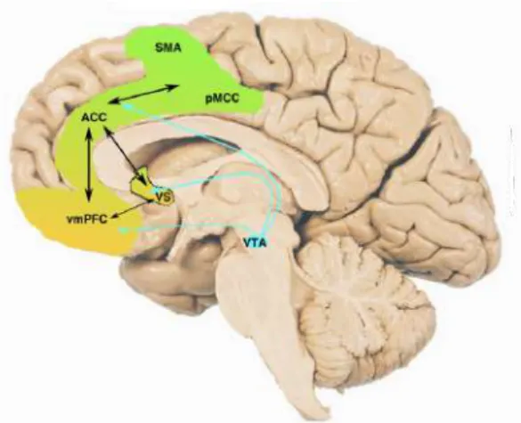 Figure 1.4: Diagram of the brain areas involved in the motivated behaviour pathways. Adapted from [25].