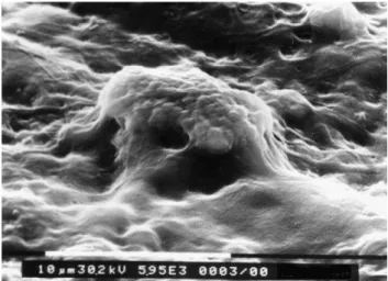 Figura  2  -  Microscopia  eletrônica  de  varredura  de  observação  (SEM)  da  cultura  de  fibroblastos  em 