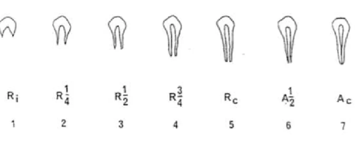 Figura 2 - Classificação dos estágios de desenvolvimento da raiz de acordo com Moorrees, Fanning e Hurt  (adaptado de Lagerstrm &amp; Kristerson, 1986) 