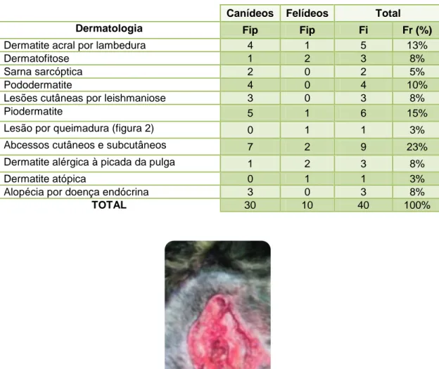 Tabela 6 – Distribuição da casuística assistida na área de dermatologia (n=40) 
