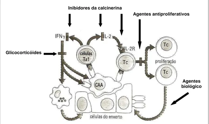 Figura  1  -  Atuação  dos  agentes  imunossupressores  nas  etapas  do  ciclo  de  ação  imunológica  em 
