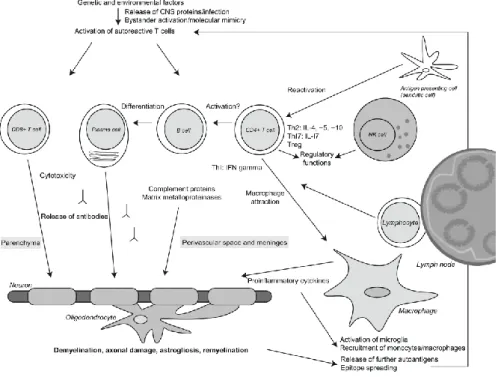 Figure  1:  Immunopathogenesis  of  MS.  CNS  antigens  appear  to  be  the  expected  targets  of  the  autoimmune response