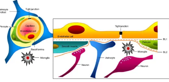 Figure 2.1 – Schematic representation of the BBB. The BBB is formed by endothelial cells that form tight junctions at their  borders, responsible for reducing the paracellular pleonastic diffusional pathway