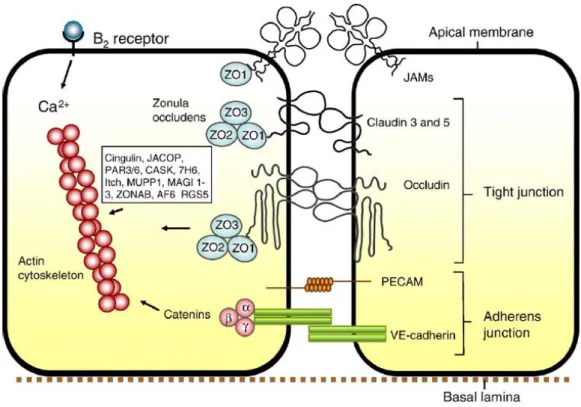 Figure 2.2 – Structure of BBB tight and adherens junctions. Occludins, claudins 3 and 5 and possibly other claudins comprise  the  tight  junctional  complex,  whereas  the  cadherins  of  the  adherens  junctions  provide  the  structural  integrity  and 