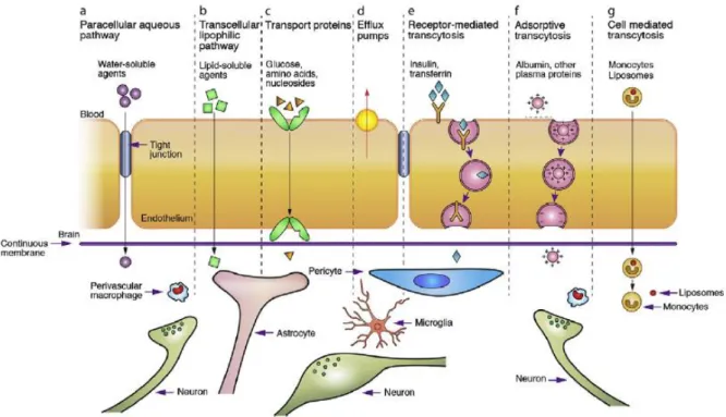 Figure 2.3 – Main routes of molecular transport across the BBB. A) Water-soluble agents, such as polar drugs, have their  diffusivity reduced by the tight junctions between adjacent endothelial cells