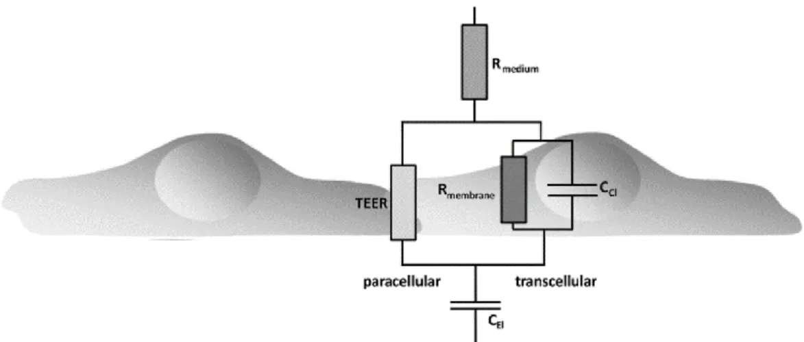 Figure  2.4  -  Equivalent  circuit  diagram  describing  the  contribution  of  the  trans-  and  paracellular  pathway  to  the  total  impedance,  Z,  of  the  cellular  system