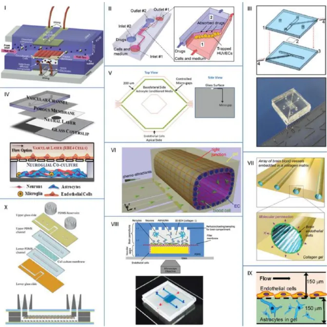 Figure 2.6 - Models of the BBB reported in literature. I) Booth and Kim [13]; II) Yeon et al