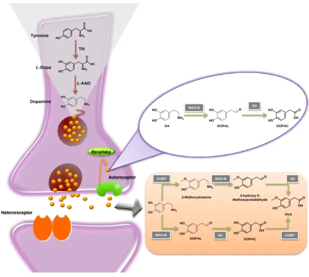 Figure 2.2 Schematic representation of dopamine metabolism.  L -AAD:  L -aromatic amino acid decarboxylase  AD: aldehyde dehydrogenase, COMT: catechol-O-methyltransferase, DOPAC: dihydroxyphenylacetic acid, 
