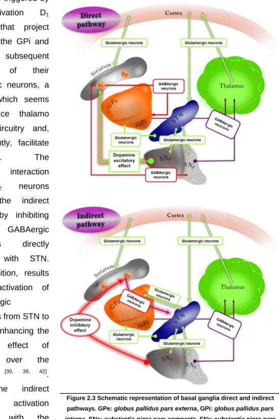 Figure 2.3 Schematic representation of basal ganglia direct and indirect  pathways. GPe: globus pallidus pars externa, GPi: globus pallidus pars  interna, SNc: substantia nigra pars compacta, SNr: substantia nigra pars 