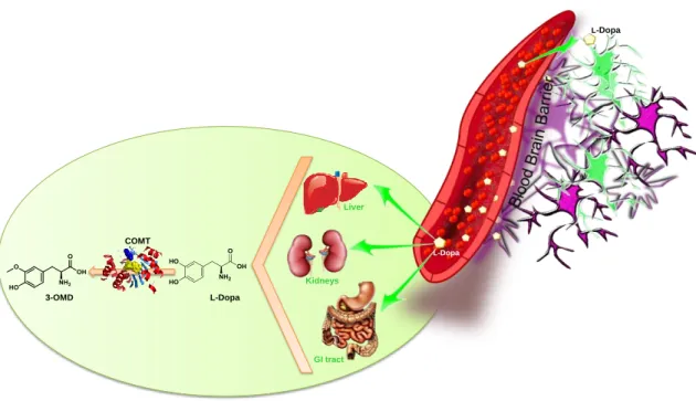 Figure 2.7 Peripheral biotransformation of L-dopa by action of COMT. COMT: Catechol-O-methyltransferase and  3-OMD: 3-O-methyldopa
